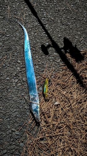 タチウオの釣果