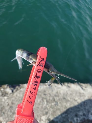千葉県で釣れたメイチダイの釣り・釣果情報 - アングラーズ