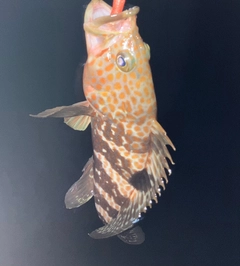 キジハタの釣果