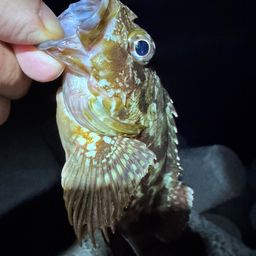カサゴ