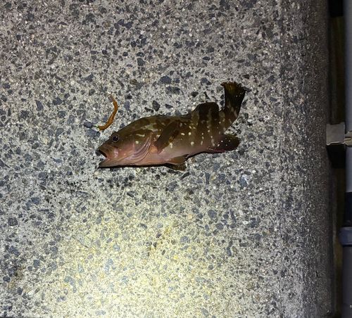 キジハタの釣果