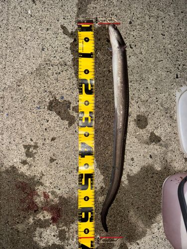マアナゴの釣果