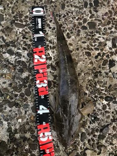 マゴチの釣果