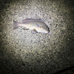 コロダイ