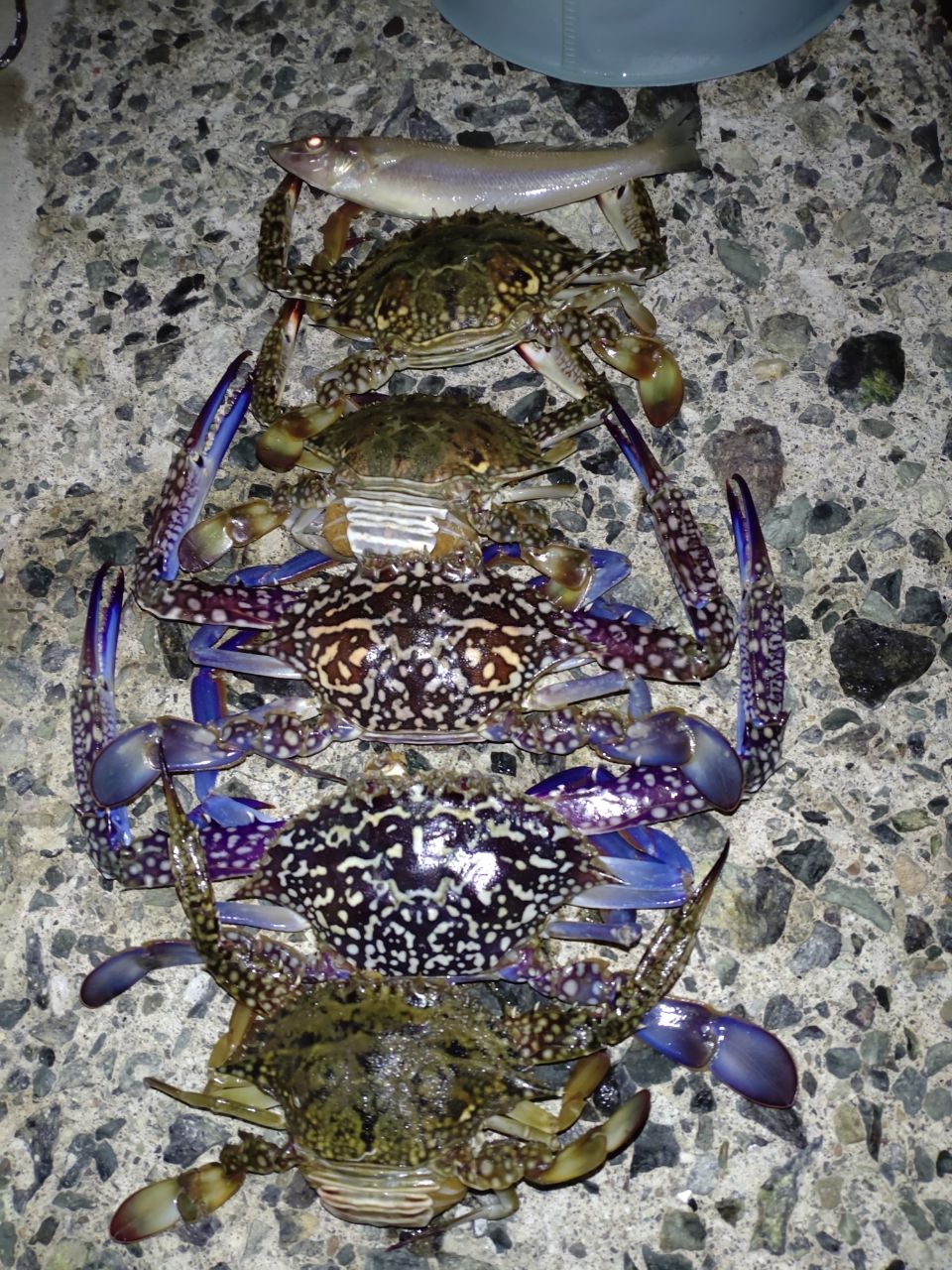 タイワンガザミ