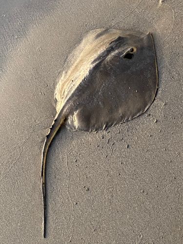 エイの釣果