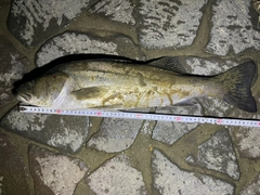 シーバスの釣果