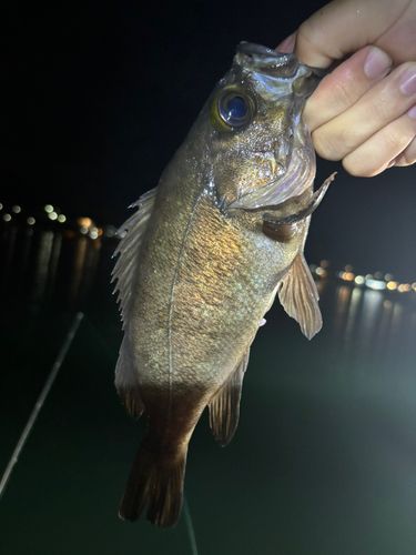 メバルの釣果