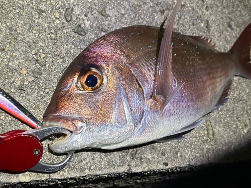マダイの釣果