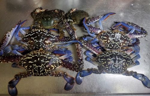 ワタリガニの釣果