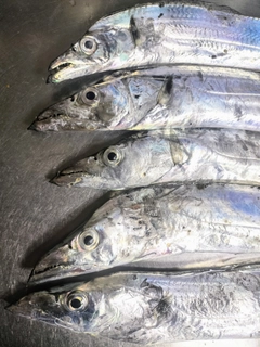 タチウオの釣果