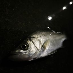 セイゴ（ヒラスズキ）