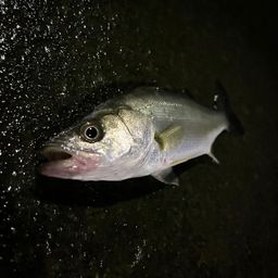 セイゴ（ヒラスズキ）