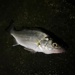 セイゴ（ヒラスズキ）