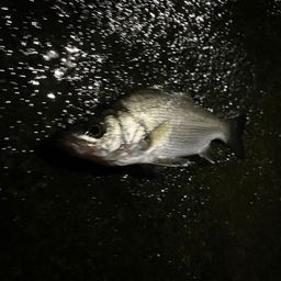 セイゴ（ヒラスズキ）