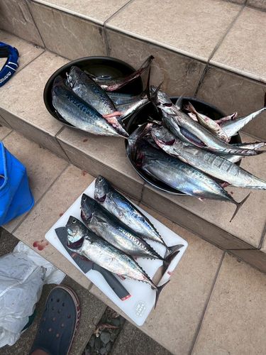 ソウダガツオの釣果
