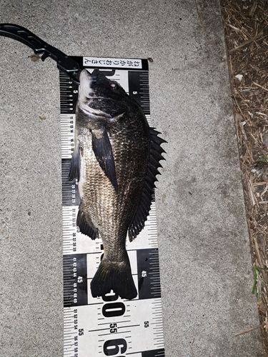 クロダイの釣果
