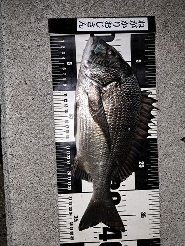 クロダイの釣果