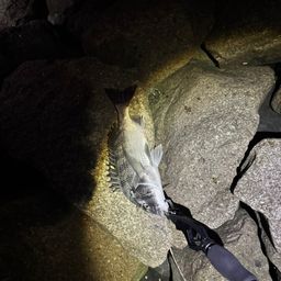 クロダイ