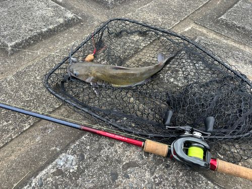 アメリカナマズの釣果
