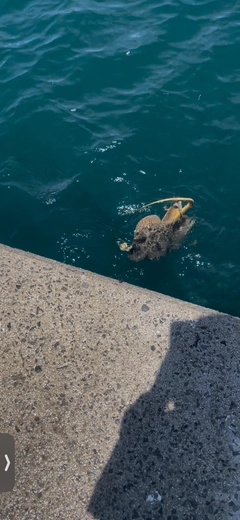アカエイの釣果