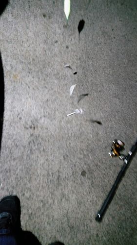 カタクチイワシの釣果