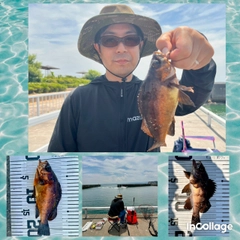 メバルの釣果