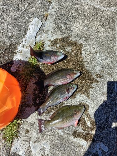 イラブチャーの釣果