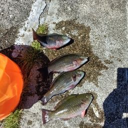 イラブチャー