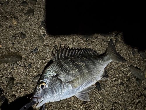 遊神チヌSP　様　確認ページ❗ クロダイの釣果・釣り情報まとめ【2025年最新】 - アングラーズ