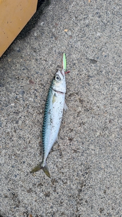 サバの釣果
