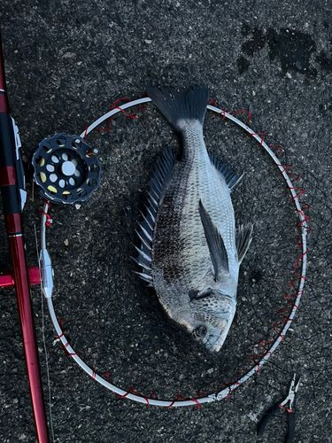 クロダイの釣果