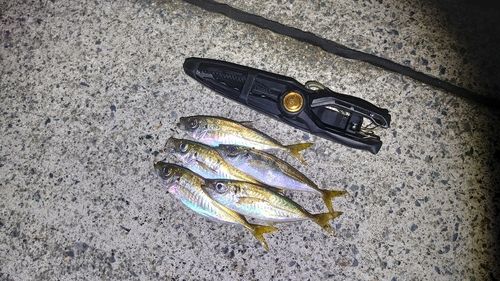 アジの釣果