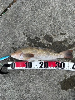 アイナメの釣果
