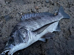 チヌの釣果
