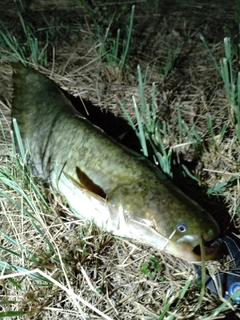 ナマズの釣果