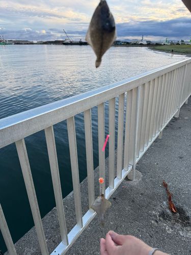 カレイの釣果