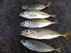 マアジの釣果