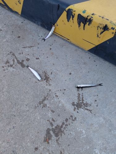 カタクチイワシの釣果