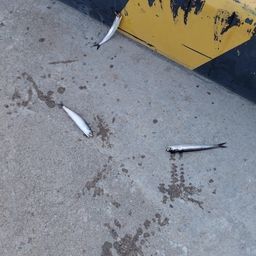 カタクチイワシ