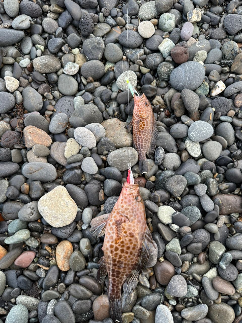 オオモンハタ