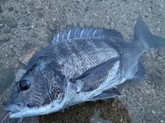 チヌの釣果
