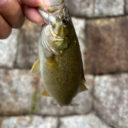スモールマウスバス