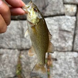スモールマウスバス