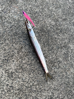 カマスの釣果