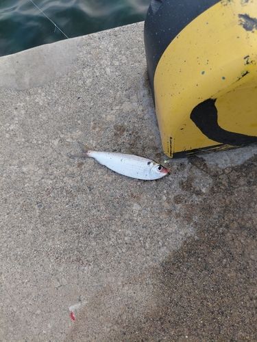 ママカリの釣果