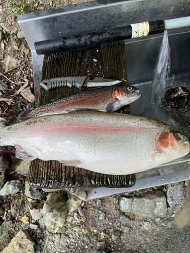 ニジマスの釣果