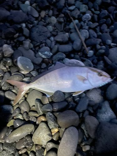 ショゴの釣果