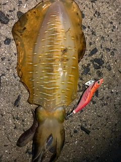 アオリイカの釣果