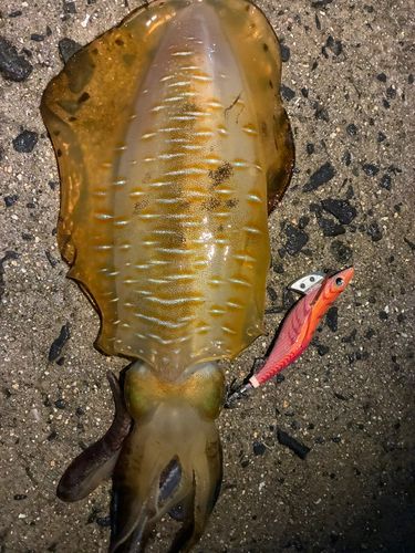 アオリイカの釣果